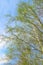 Birch twigs and blue sky