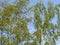 Birch warty (Betula pendula Roth) against the blue sky