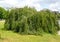 Birch weeping Jung Betula pendula `Youngii`. General view of the tree