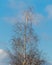 Birch in winter on blue sky clouds background