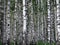 Birch wood