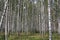 Birch wood forest
