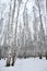 Birch wood in winter Russia