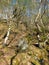 Birch woodland on a steep hillside with moss covered boulders and a blue sunlit sky in the colden valley in west yorkshire