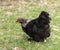 Birchen Cochin Bantam Hen poultry pekin