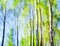 Birches abstract in spring colors