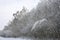 Birches bent under the weight of snow