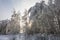 Birches bent under the weight of snow