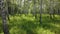 Birches forest in summer season