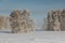 Birches in frost on a snow glade in winter