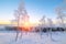 Birches in hoarfrost, morning, frosty dawn in the Arctic tundra.