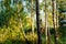 Birches illuminated by sun in village at sunset