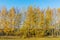 Birches and poplars with yellowed leaves against the blue sky, autumn background
