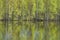 Birches reflected in water