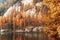 Birches on the shores of a mountain lake