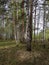 The birches in the spring mountain forest.