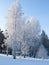 Birches stand covered with hoarfrost.