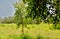 Birches on a sunny summer day in a forest glade