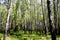 Birches, trees, forest, nature, spring, life, grass, morning