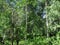 Birches trees in Siberian summer