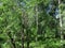 Birches trees. Summer in Siberia