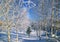 Birches in white fluffy hoarfrost in a sunny day