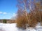 Birches in winter