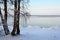 Birches at winter coast