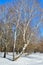 Birches in a winter forest against a blue sky