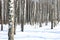 Birches in winter on snow
