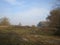 Birchs in the foreground,birch forest,forest  behind row of trees, contry autumn, tree shadows