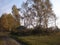 Birchs in the foreground,birch forest,forest  behind row of trees, contry house, autumn, tree shadows