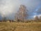 Birchs in the foreground,birch forest,forest  behind row of trees, contry house and fence, autumn, tree shadows