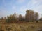 Birchs in the foreground,birch forest,forest  behind row of trees, forest, autumn, tree shadows