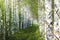 Birchwood, footpath covered with green grass in a birch forest. White smooth trunks of birch trees. Nature background wallpaper