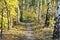 Birchwood Path Autumn