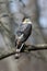 Bird 5 - Sharp-shinned Hawk - Accipiter striatus