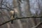 Bird 6 - Sharp-shinned Hawk - Accipiter striatus