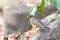 Bird Abyssinian thrush, Ethiopia, Africa wildlife