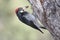 Bird - Acorn Woodpecker