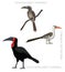 Bird African Ground Hornbill Set Cartoon Vector Illustration