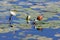 Bird African jacana, Namibia Africa wildlife