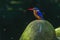 Bird African Pygmy Kingfisher