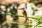 Bird African Pygmy Kingfisher