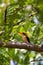 Bird African pygmy kingfisher, Ethiopia Africa wildlife