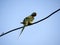 Bird Alexandrine Parakeet sitting on wire