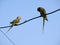 Bird Alexandrine Parakeet sitting on wire