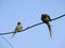 Bird Alexandrine Parakeet sitting on wire