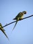 Bird Alexandrine Parakeet sitting on wire