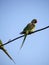 Bird Alexandrine Parakeet sitting on wire